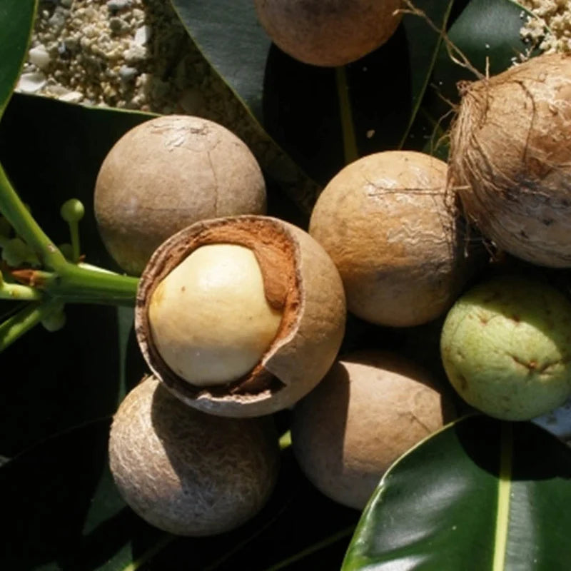 tamanu oil