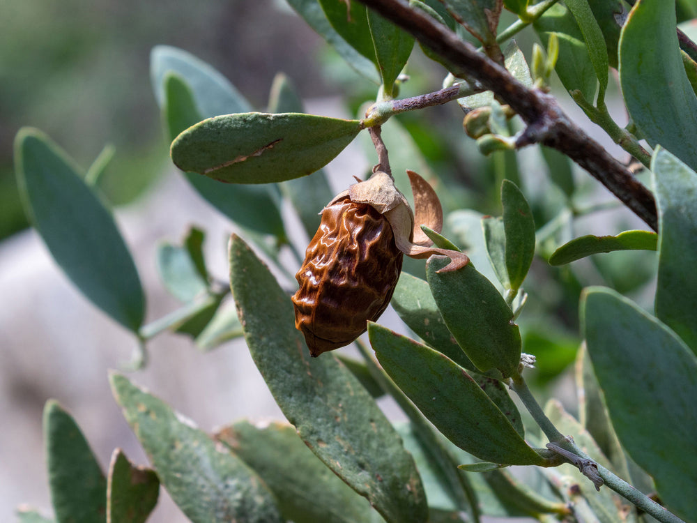 jojoba oil