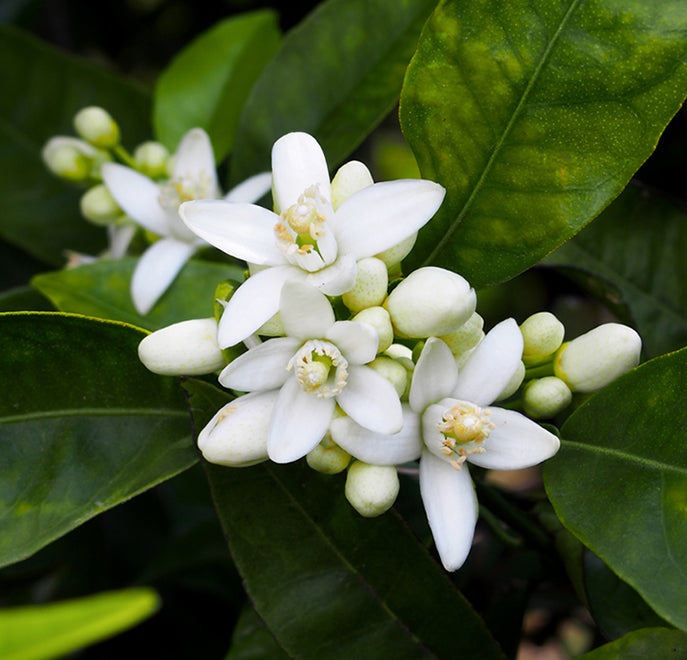 neroli oil