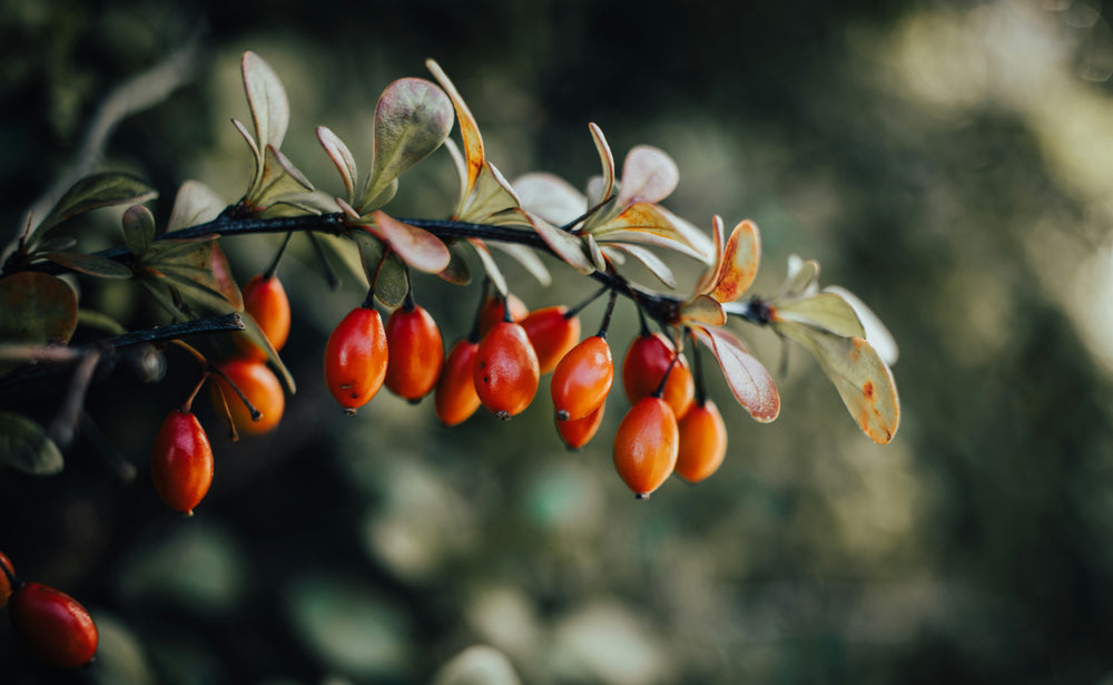 rosehip oil