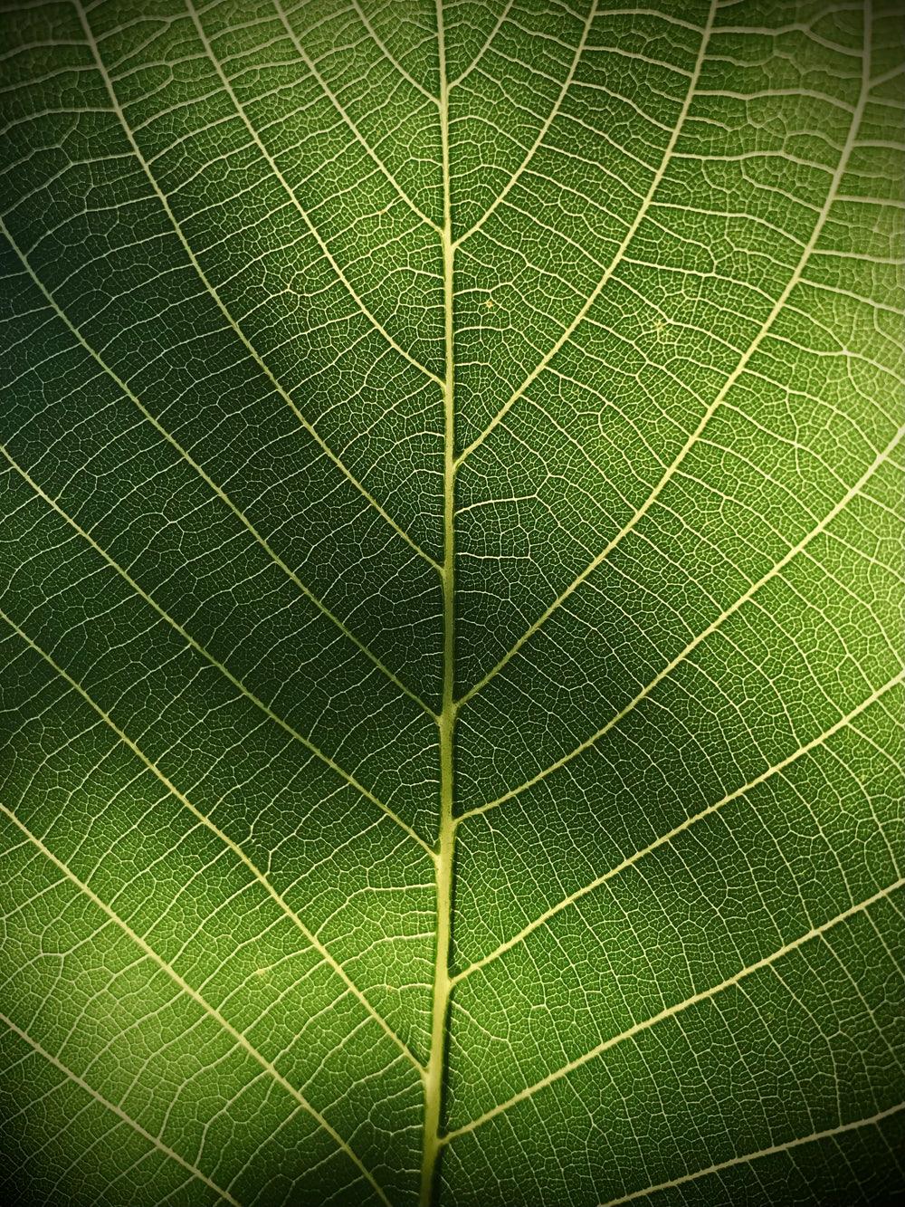 neem oil