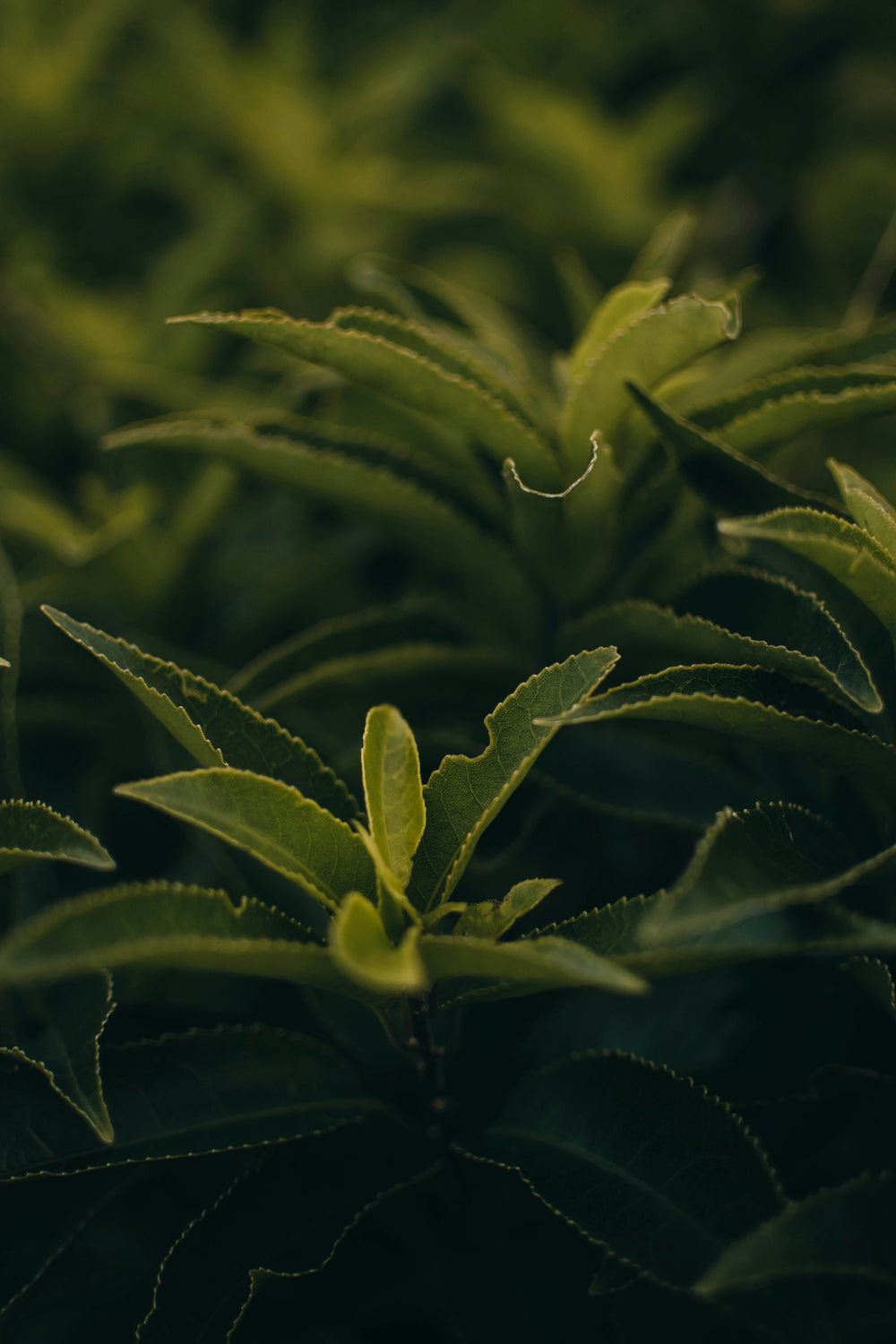 tea tree oil